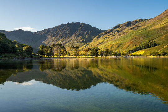Beautiful wide view of group of trees on the shoreline of Buttermere on a calm Summer morning with reflections in water. Lake District, UK.