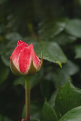 macro picture of a red rose, beautiful background