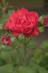 macro picture of a red rose, beautiful background