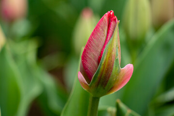 Tulip. Spring blooming tulip field. Spring floral background.