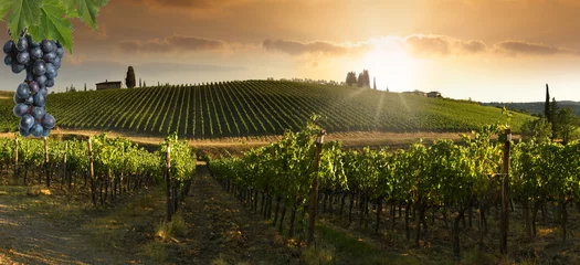 Foto op Plexiglas Bunches of black grapes with beautiful vineyards at sunset in the Chianti Classico region near Greve in Chianti. Italy © Dan74