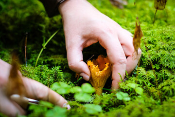 Wild golden chanterelle mushrooms in the forest. Mushroom picking. Defocused © Viesturs