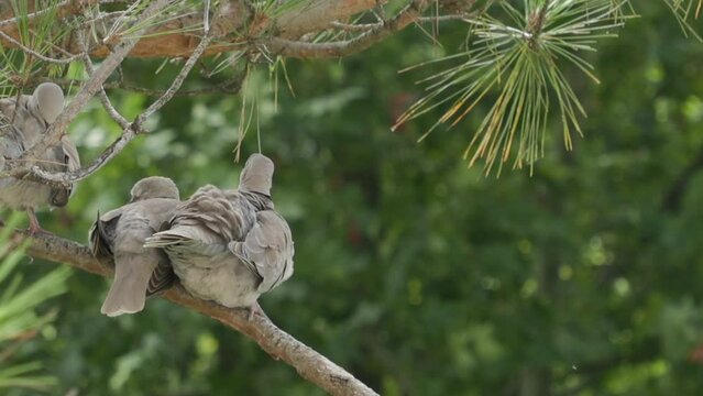 Three grey turtle doves sitting on a pine branch, close-up. Camera tracking left. The bird family. The concept of ornithology and family values.