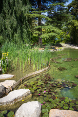 Pond in a japanese garden