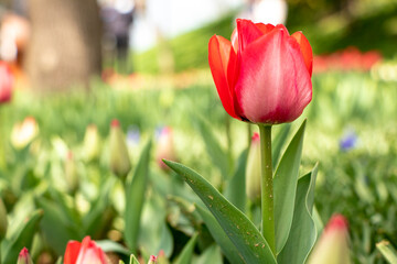 red tulips, spring-blooming and the flowers are usually large , so beautiful in garden