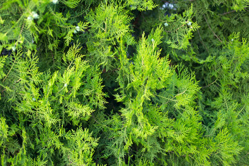 Thuja branches with cones close up background.
