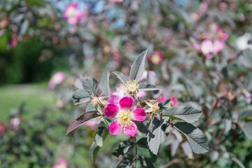 macro picture of the blue rose