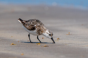 Wilson's Plover Shore Bird on a Florida Gulf Coast Beach.