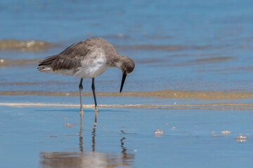 Wilson's Plover Shore Bird on a Florida Gulf Coast Beach.