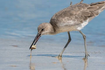 Wilson's Plover Shore Bird on a Florida Gulf Coast Beach.