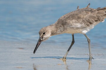 Wilson's Plover Shore Bird on a Florida Gulf Coast Beach.