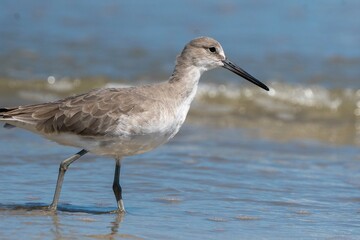 Wilson's Plover Shore Bird on a Florida Gulf Coast Beach.