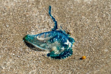 Man o' War jellyfish washed up on the beach. 
