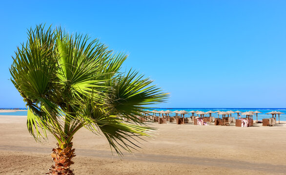 Doum palm tree by a beach with sun umbrellas in distance, selective focus, Marsa Alam, Egypt.