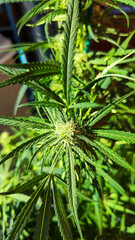 Close up of a Marijuana plant
