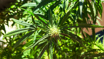 Close up of a Marijuana plant