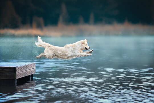 happy golden retriever dog jumping into the lake