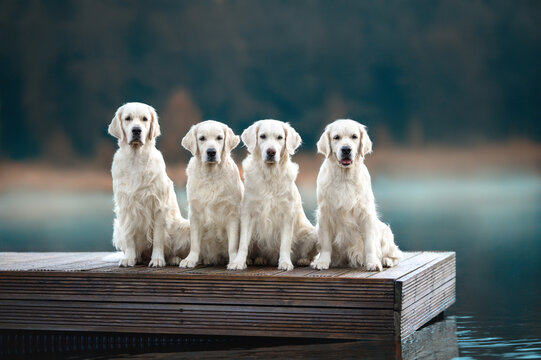 group of golden retriever dogs posing by the lake in early autumn morning