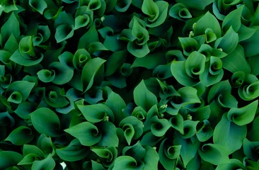 Wandcirkels tuinposter Dark green lily of the valley leaves. Dew. Fibonacci spiral in nature. Top view. Selective focus. © Ganna Zelinska