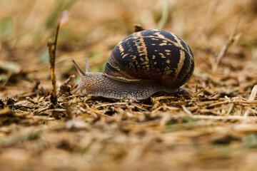 Close up of a Lucorum Helix Snail at the coast of France, Normandie