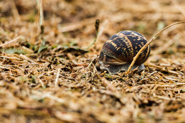 Close up of a Lucorum Helix Snail at the coast of France, Normandie