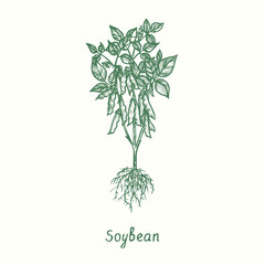 Soybean plant (Glycine max).  Ink black and white doodle drawing in woodcut style