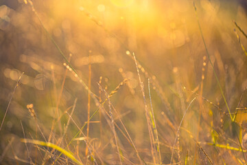 Abstract soft focus sunset field landscape of dry grass meadow warm golden hour sunset sunrise time. Tranquil autumn nature closeup and golden blurred forest background. Idyllic nature sun rays