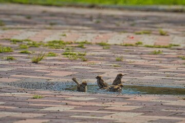 スズメの水浴び