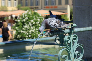 Taube sitzt auf dem Marktplatzbrunnen in Ludwigsburg und trinkt Wasser