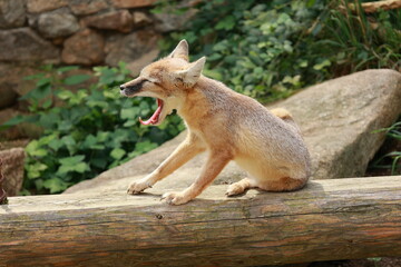 Steppenfuchs sitzt auf einem Baumstamm und gähnt
