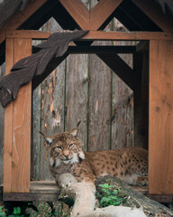 lynx in the zoo © Yaroslav