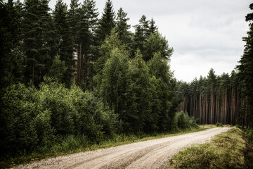 Fototapeta premium Winding gravel road through a beautiful pine forest in summer in Latvia