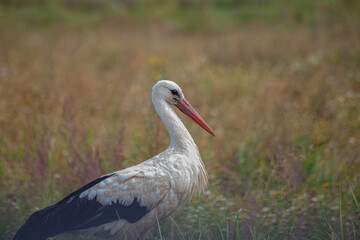 Wild bird. Stork. Close-up. World Wildlife Day 