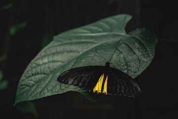 Butterfly on moody green leaf