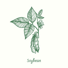 Soybean plant (Glycine max), close up.  Ink black and white doodle drawing in woodcut style