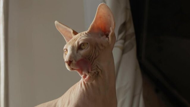 cat breed canadian sphynx washes