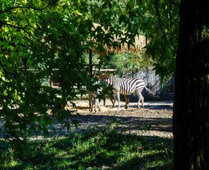 Fototapeta na wymiar a zebra in the distance in front of my camera
