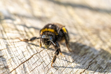 Hummel auf Baumstamm