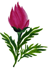Watercolor flower crimson color. Bud with leaves. Floral clipart