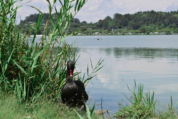 black swan on the grass
