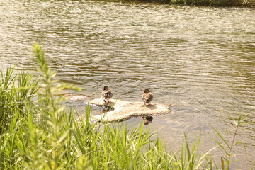 family on the river