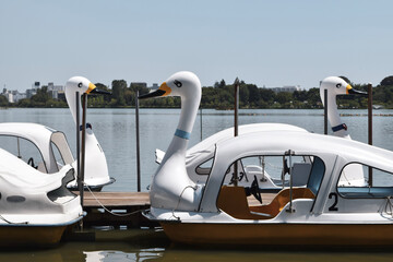 swan boats on the lake