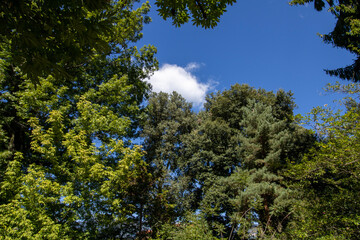 trees and blue sky