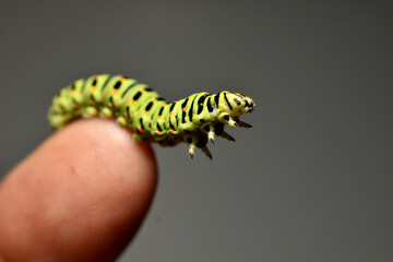 Close-up of a caterpillar swallowtail on a human finger.