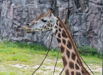 Cynical face: a giraffe opens its mouse