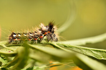 A furry caterpillar crawls along a branch.