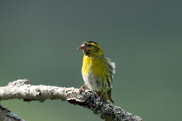 Eurasian siskin (Carduelis spinus)