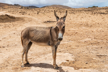 donkey in the desert