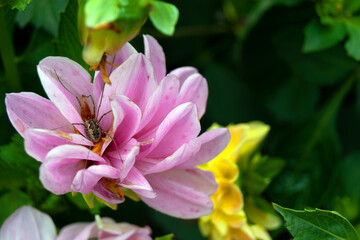 Naklejka premium Close-up of a jumping spider sitting on a pink Dahlia flower against a yellow-green background.