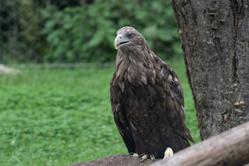 A curious white-tailed eagle 